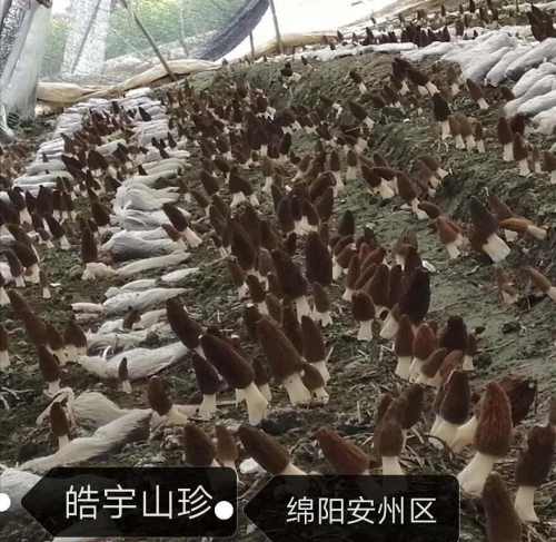 &#20048;&#40060;&#32593;&#39029;&#29256;&#45;&#20048;&#40060;&#40;&#20013;&#22269;&#41;&#23448;&#26041;